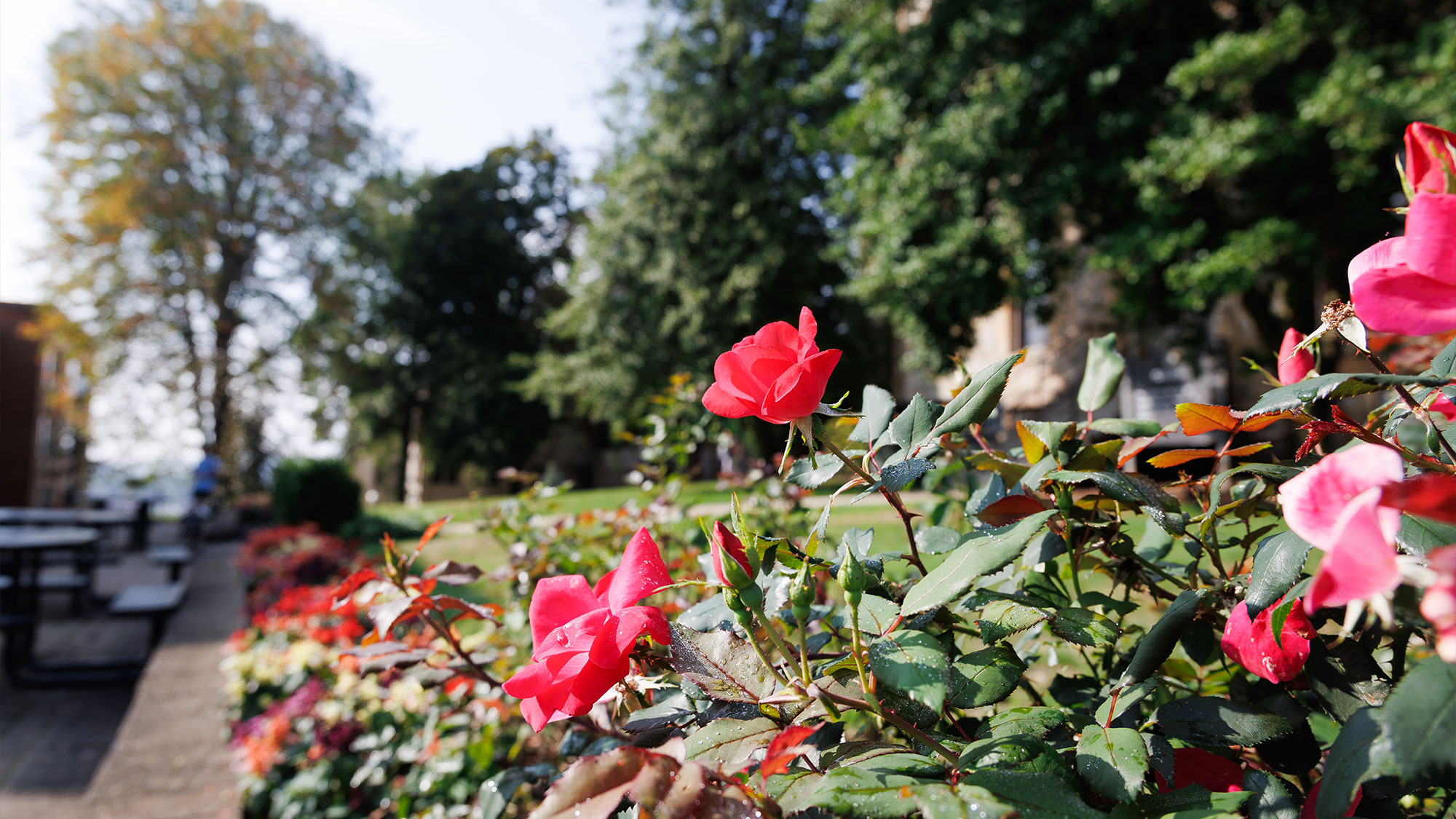 Why Sabbath Rest Matters in Higher Education