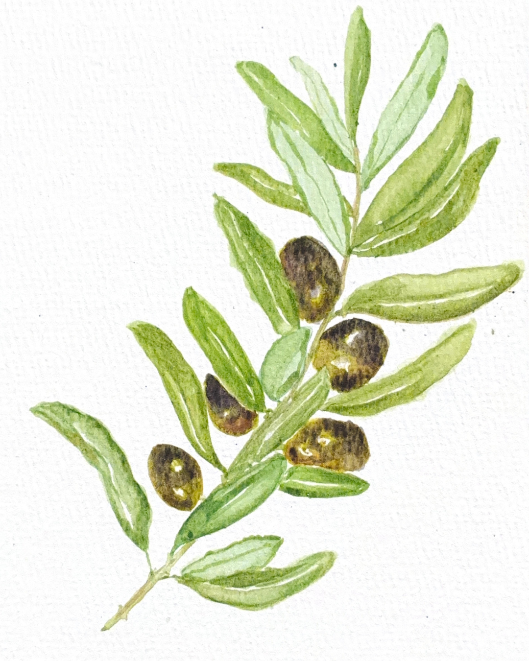 Olive branch by Audrey McMahan '26