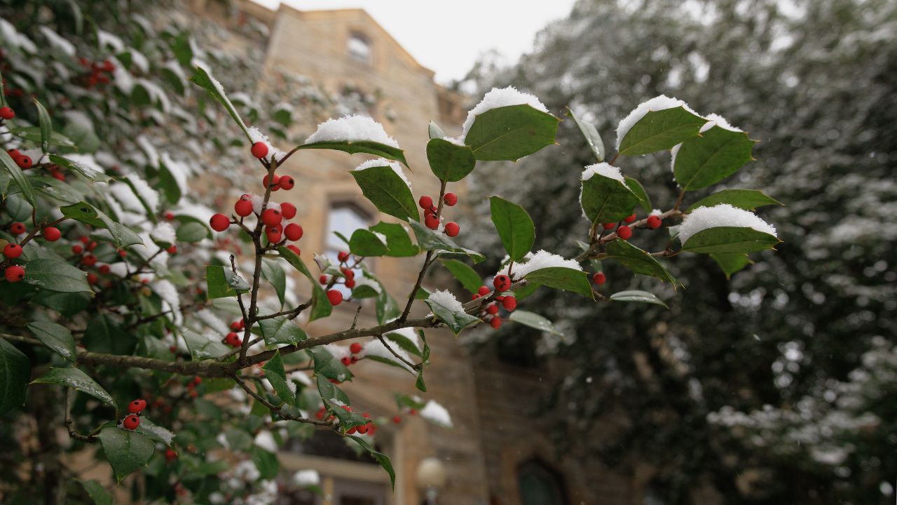 Picture of Surviving Winter: Snowy Outings and Indoor Fun