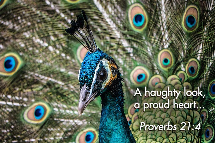 Picture of Proverbs 21:4 – A haughty look, a proud heart...