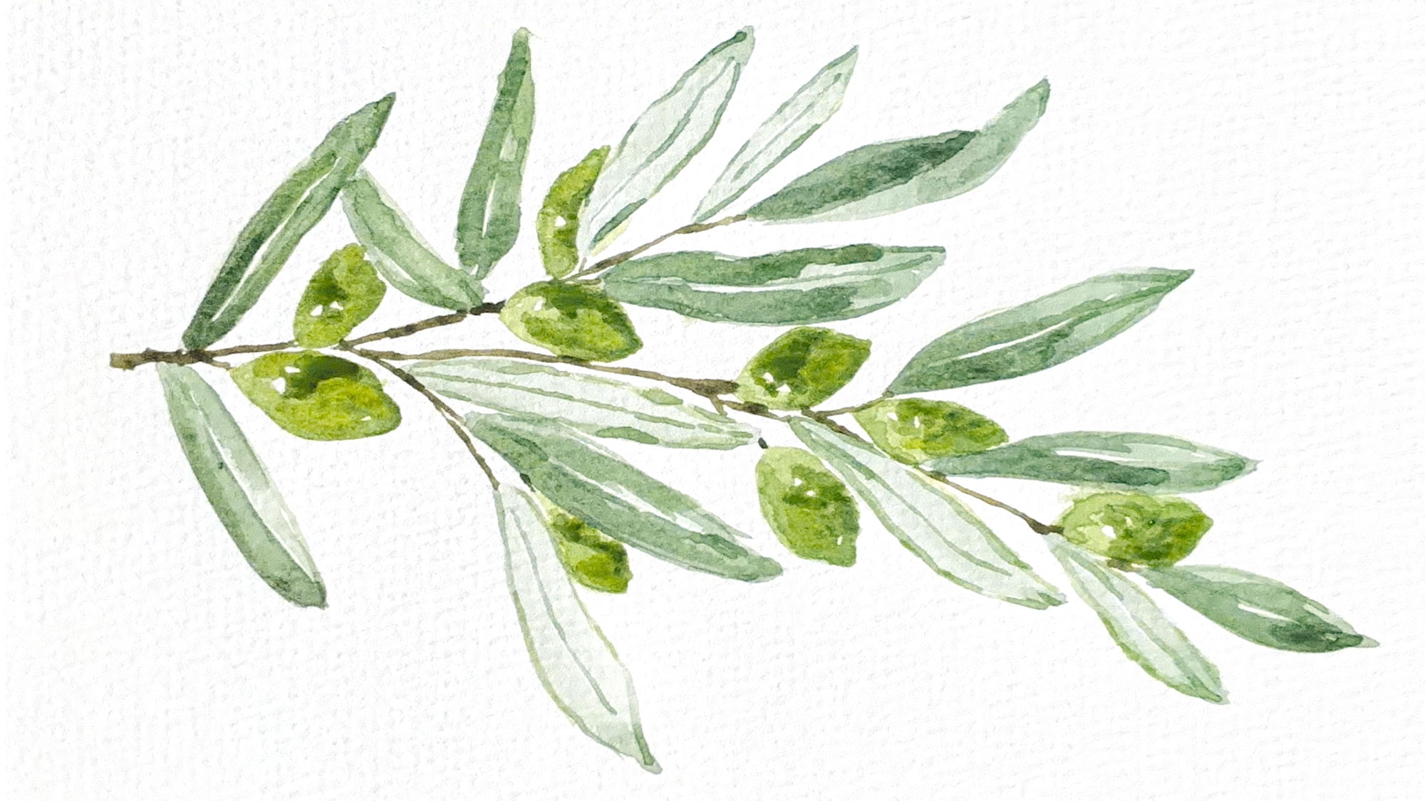Olio D’oliva: How Olive Trees Point to the Good
