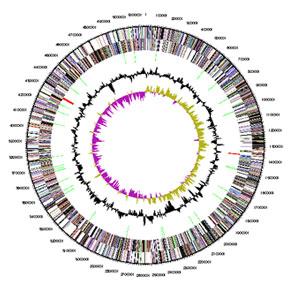 Geneva adopts a genome
