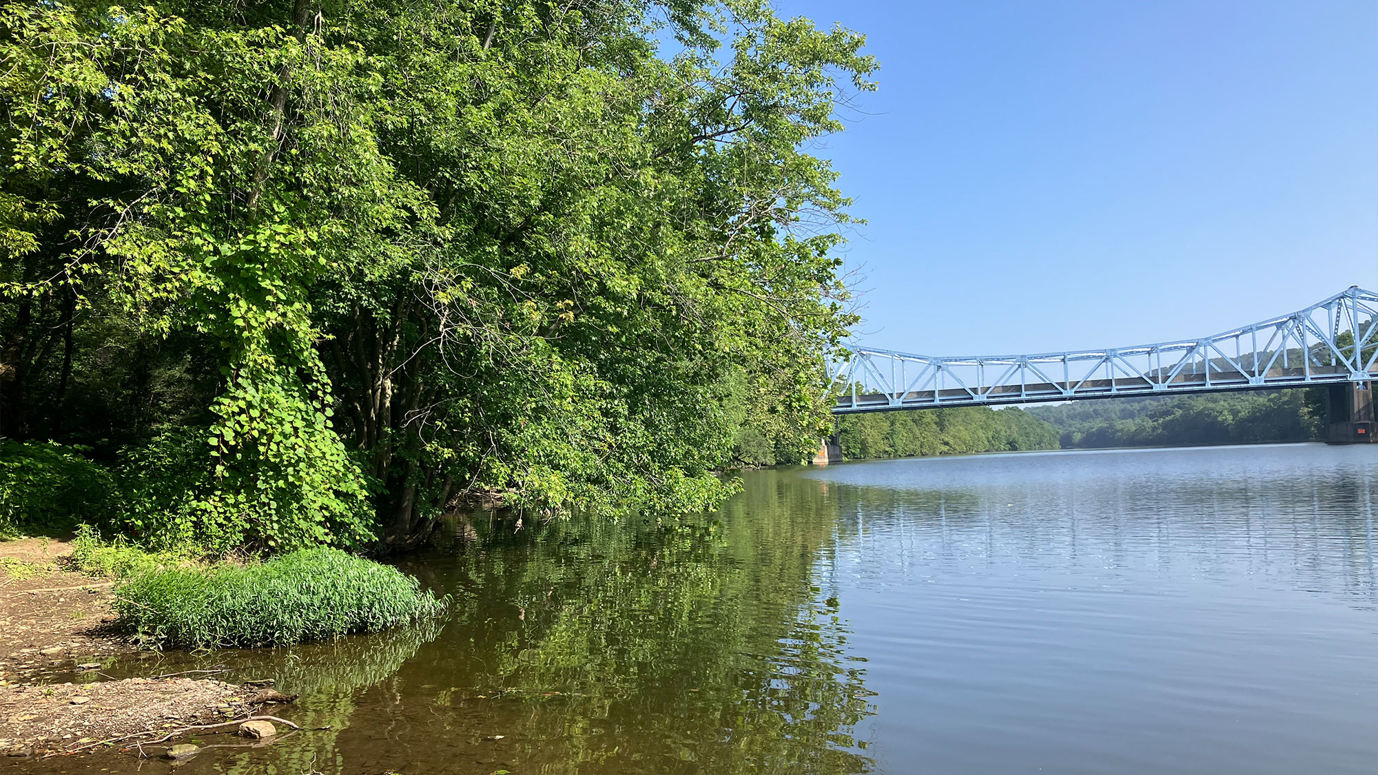 Planted by the Water: How Riparian Zones Protect Our Streams