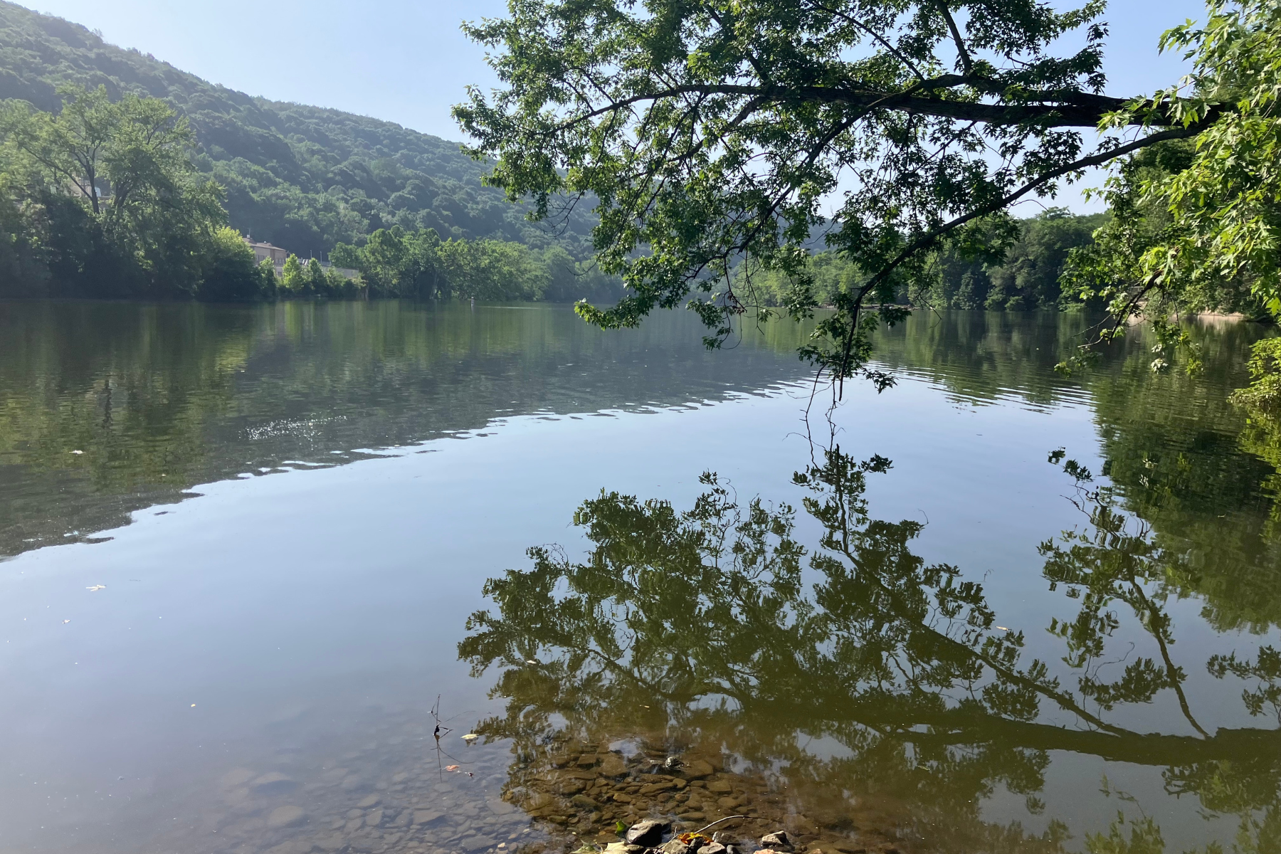A tree planted by the water in Beaver County