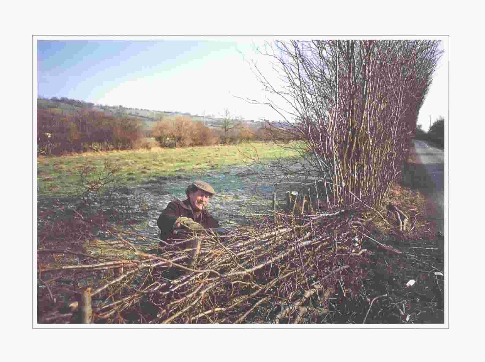 Traditional hedge laying (photo: Archie Miles)