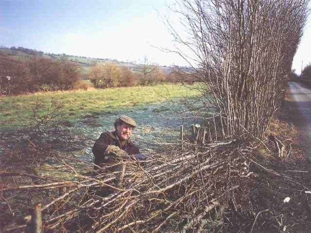 Traditional hedge laying        (photo: Archie Miles)